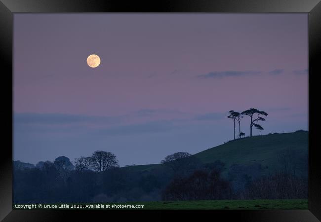 Scots Pine Moonrise Framed Print by Bruce Little