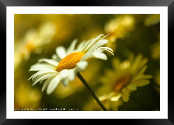 Anthemis Framed Mounted Print by Bruce Little