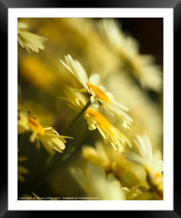 Anthemis flowers Framed Mounted Print by Bruce Little