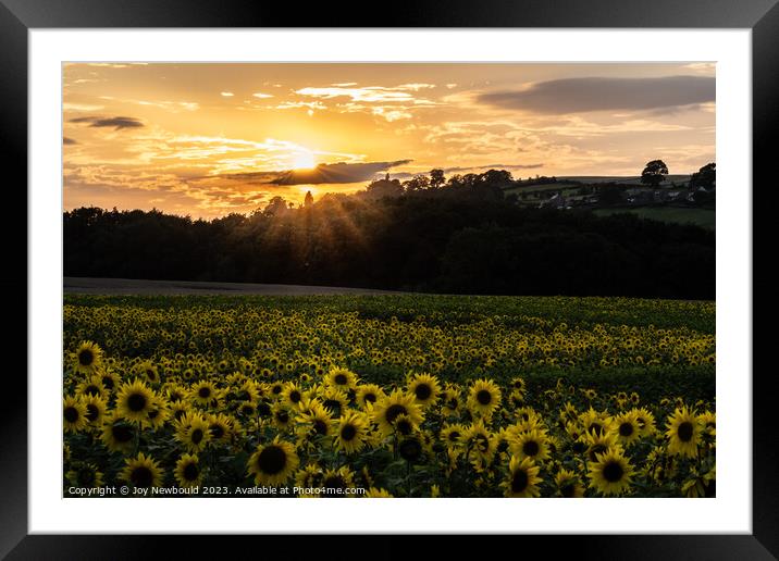 Sunflowers at Sunset Framed Mounted Print by Joy Newbould