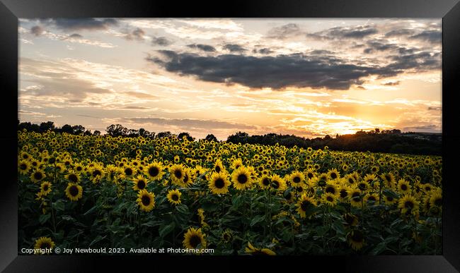 Field of Sunflowers in the golden hour. Framed Print by Joy Newbould