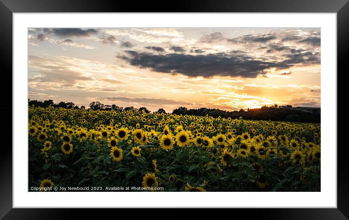 Field of Sunflowers in the golden hour. Framed Mounted Print by Joy Newbould