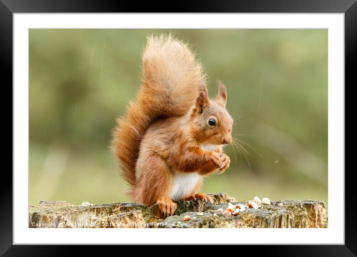 Red Squirrel  Framed Mounted Print by Joy Newbould