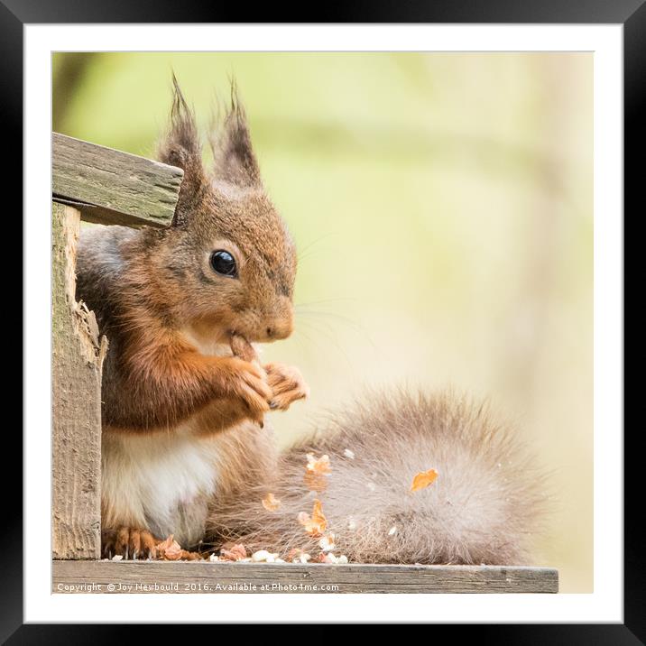 Messy Red Squirrel Framed Mounted Print by Joy Newbould