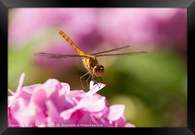 Common Darter Dragonfly on Pink Hydrangea Framed Print by Joy Newbould