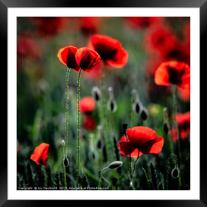 Poppies - We Will Remember Them Framed Mounted Print by Joy Newbould