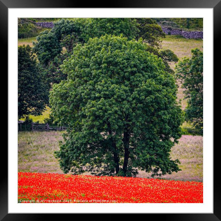 Poppies 6 - Lone Tree amongst the Poppies Framed Mounted Print by Joy Newbould