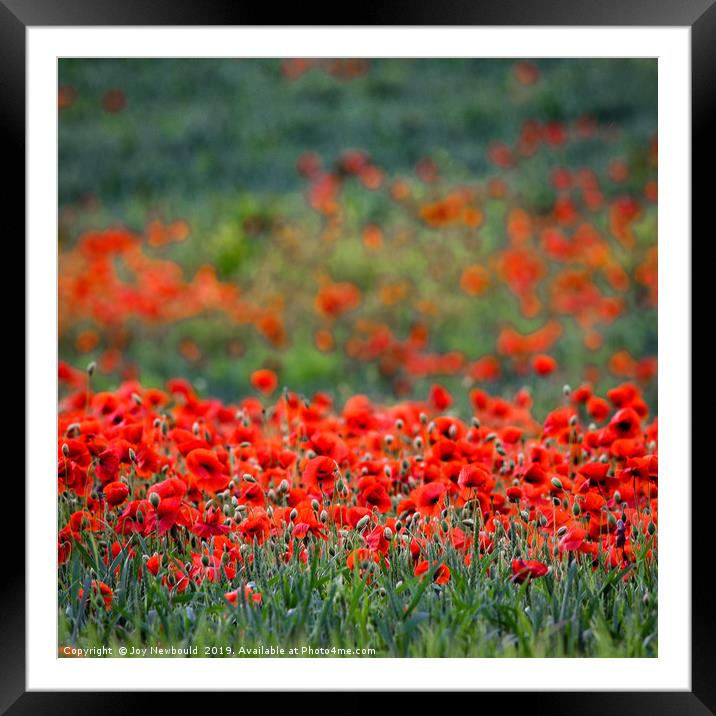 Poppies 6 - Papaver rhoeas Framed Mounted Print by Joy Newbould