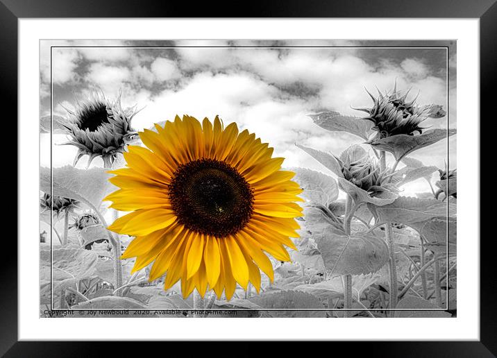 Sunflower Field Framed Mounted Print by Joy Newbould