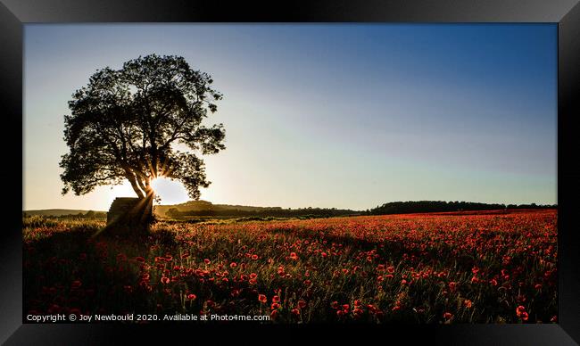 Poppy Field at Sunrise Framed Print by Joy Newbould
