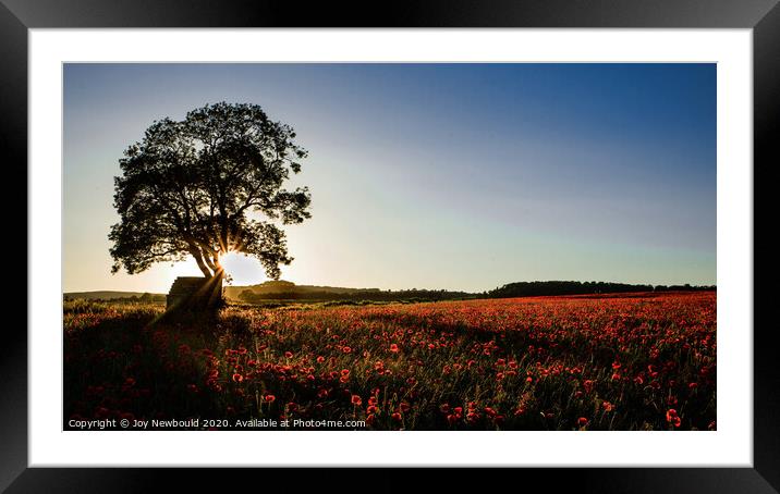 Poppy Field at Sunrise Framed Mounted Print by Joy Newbould