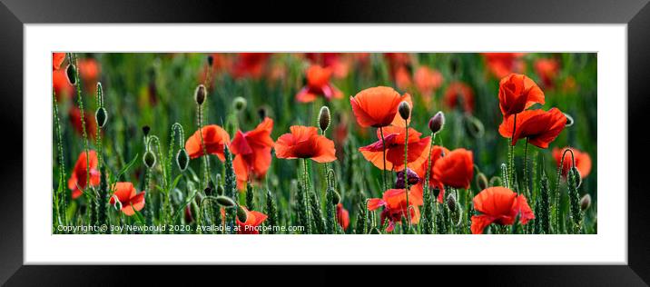 Poppy Panorama Framed Mounted Print by Joy Newbould