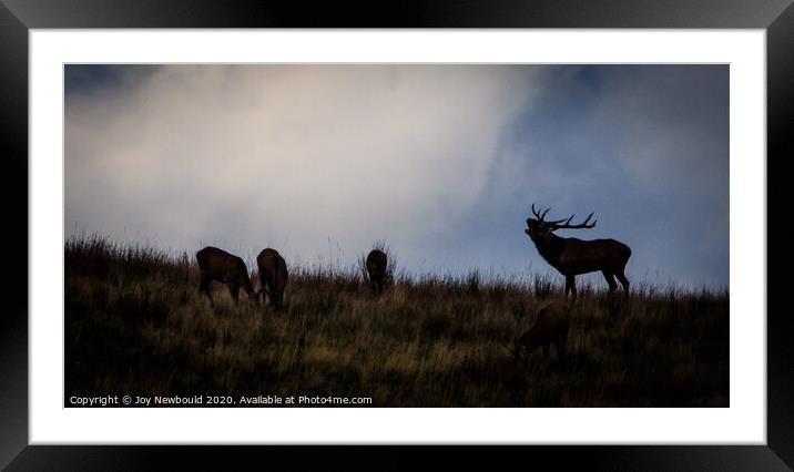 Red Deer Stag and females Framed Mounted Print by Joy Newbould