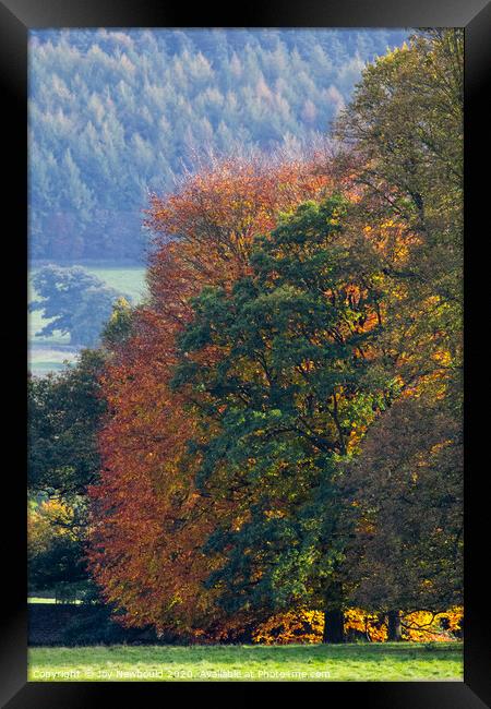 Autumn Trees  Framed Print by Joy Newbould