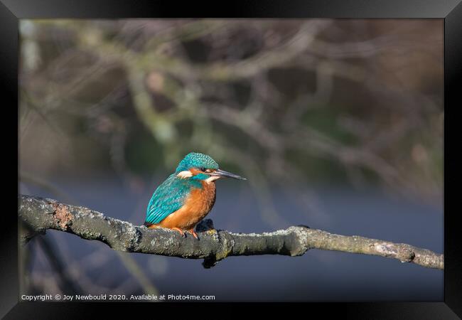 Kingfisher in winter sunshine Framed Print by Joy Newbould
