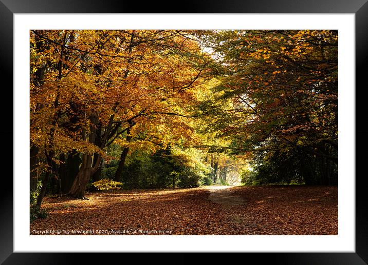 Autumn Woodland at Wentworth Woodhouse  Framed Mounted Print by Joy Newbould
