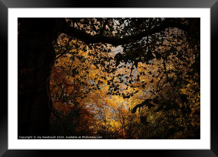 Autumn Trees  Framed Mounted Print by Joy Newbould