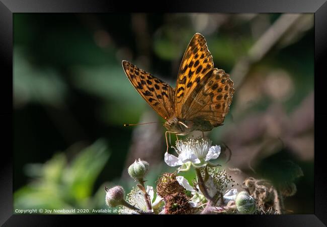 Butterfly - Silver Washed Fritillary Framed Print by Joy Newbould