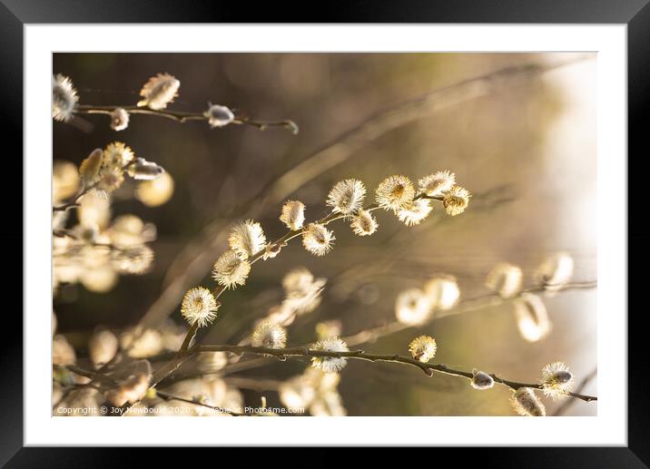 Salix Cuprea blossom  Framed Mounted Print by Joy Newbould