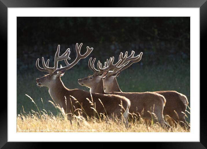 Stags in a line Framed Mounted Print by Joy Newbould