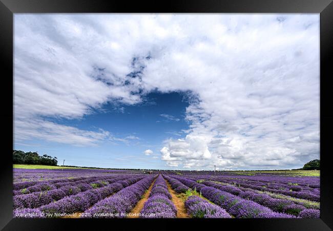 Lavender Field in Norfolk Framed Print by Joy Newbould