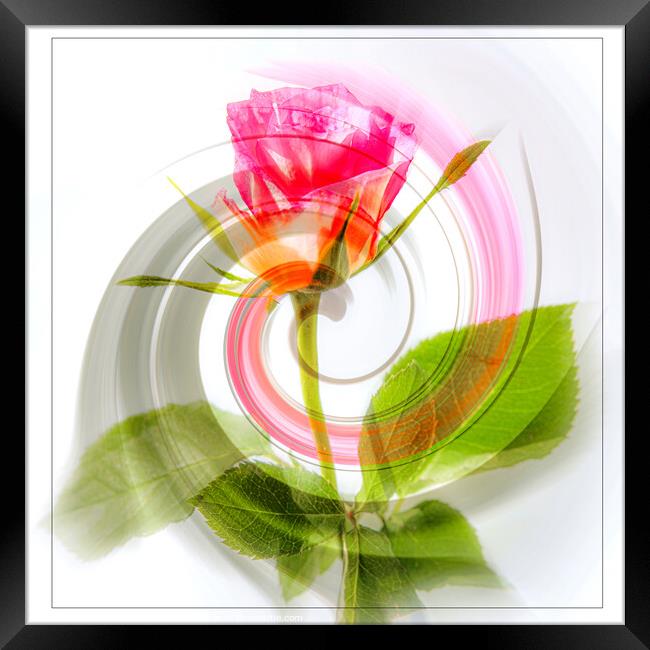 Rose Twirl Framed Print by Joy Newbould