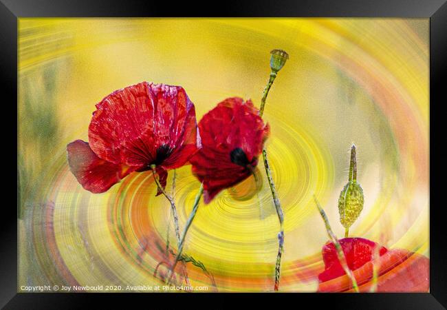 Poppies Digital Art  Framed Print by Joy Newbould