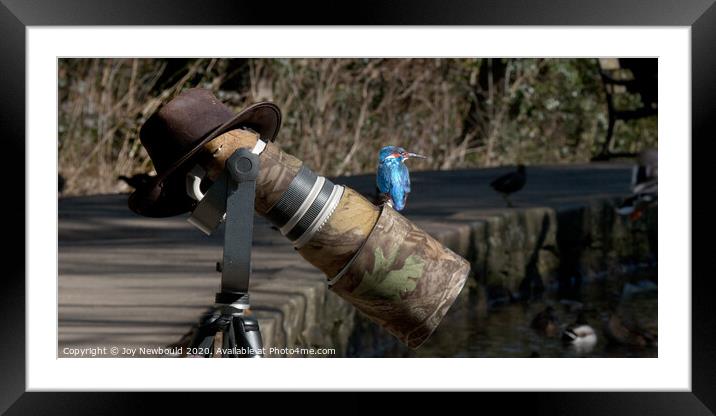 Kingfisher - 'Gone for a Kit Kat!' Framed Mounted Print by Joy Newbould