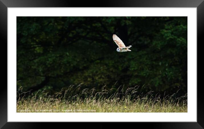 Barn Owl in flight Framed Mounted Print by Joy Newbould