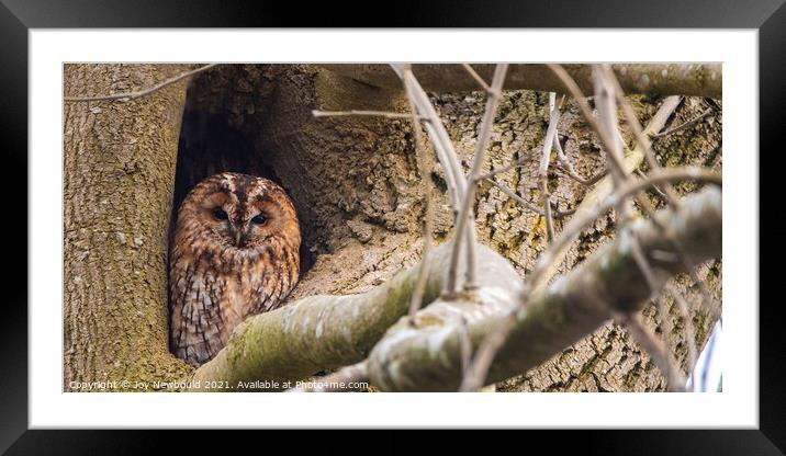 Tawny Owl watching the world go by Framed Mounted Print by Joy Newbould