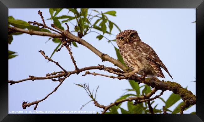 Angry Little Owl  Framed Print by Joy Newbould