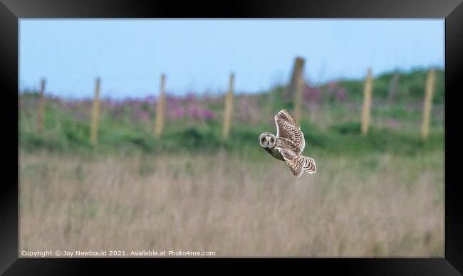 Short Eared Owl in flight  Framed Print by Joy Newbould