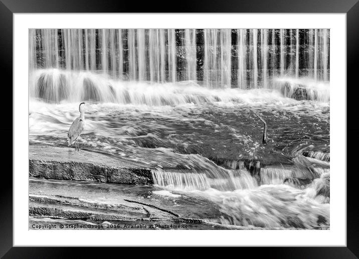 A Grey Heron Surveying its fishing area. Framed Mounted Print by Stephen Gough