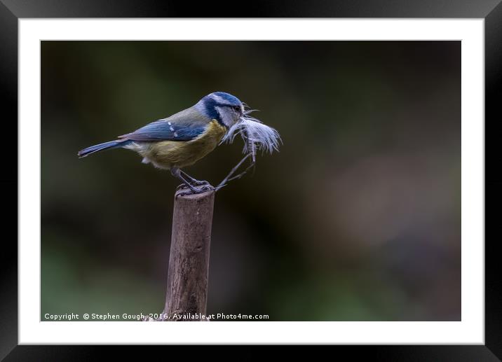 Blue Tit with nesting resources Framed Mounted Print by Stephen Gough