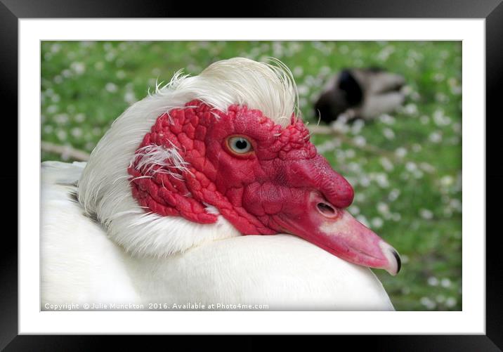 Muscovy in the Sun Framed Mounted Print by Julie Munckton