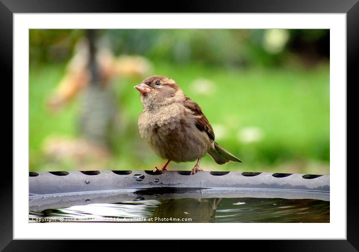 Wistful Sparrow Framed Mounted Print by Julie Munckton