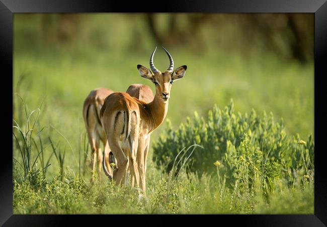 Impala Framed Print by Karl Daniels