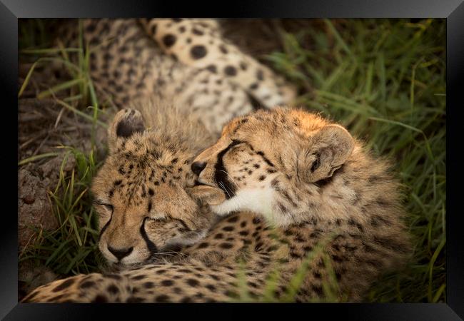 Cheetah Love Framed Print by Karl Daniels