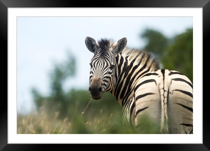 Looking Back Zebra Framed Mounted Print by Karl Daniels