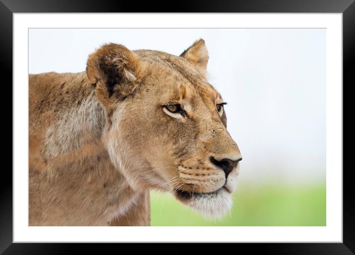 Queen Of Africa Framed Mounted Print by Karl Daniels