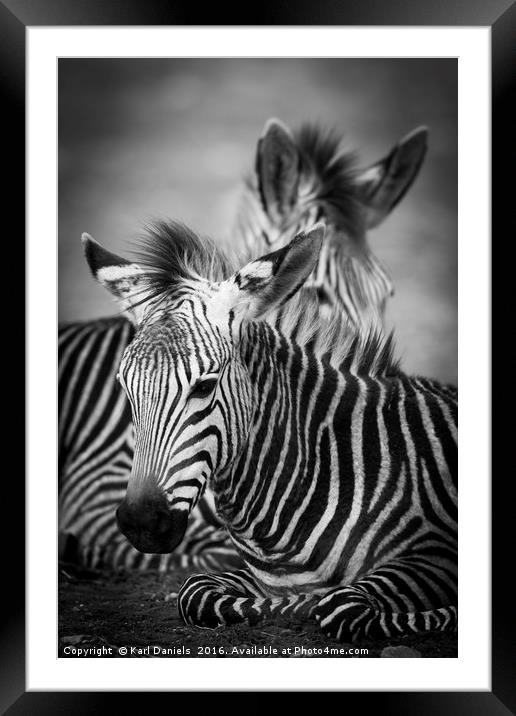 Zebra Resting Framed Mounted Print by Karl Daniels
