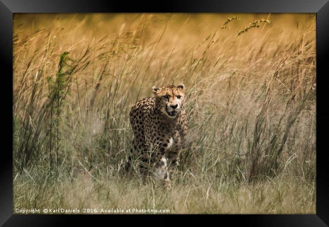Cheetah Framed Print by Karl Daniels