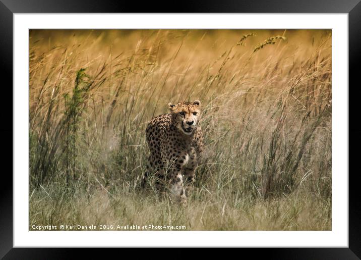 Cheetah Framed Mounted Print by Karl Daniels