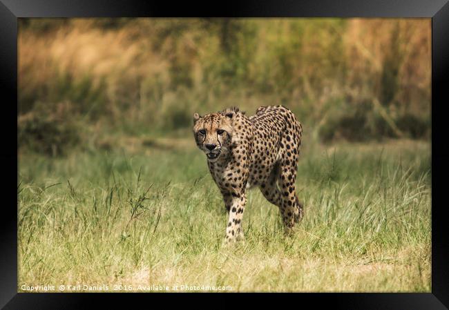 Cheetah In the Open Framed Print by Karl Daniels