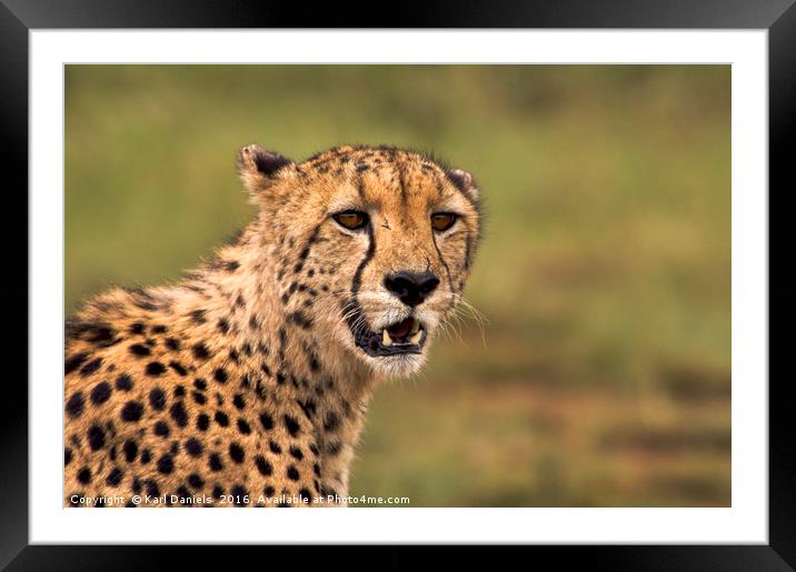 Cheetah Portrait Framed Mounted Print by Karl Daniels