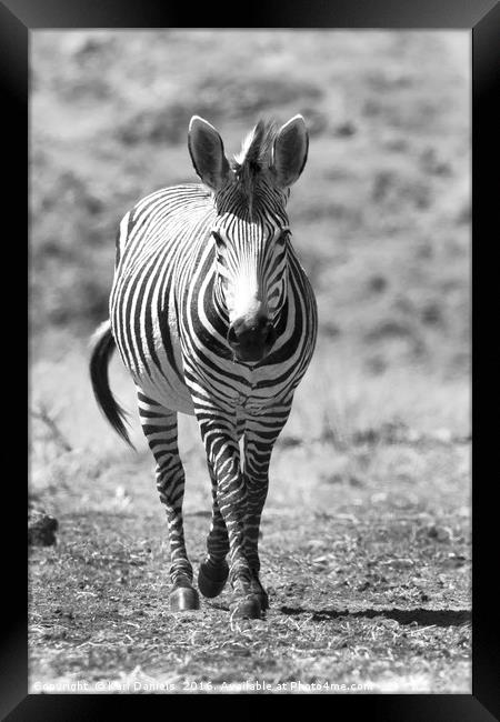 Walking Zebra Framed Print by Karl Daniels