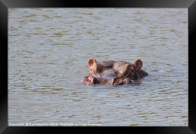 Wading Hippo Framed Print by Karl Daniels