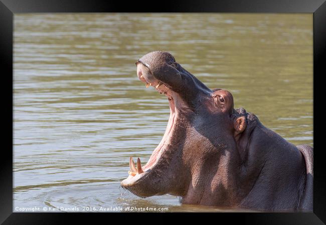 Hippo Yawn Framed Print by Karl Daniels