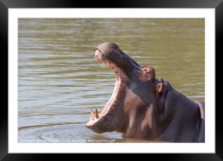 Hippo Yawn Framed Mounted Print by Karl Daniels