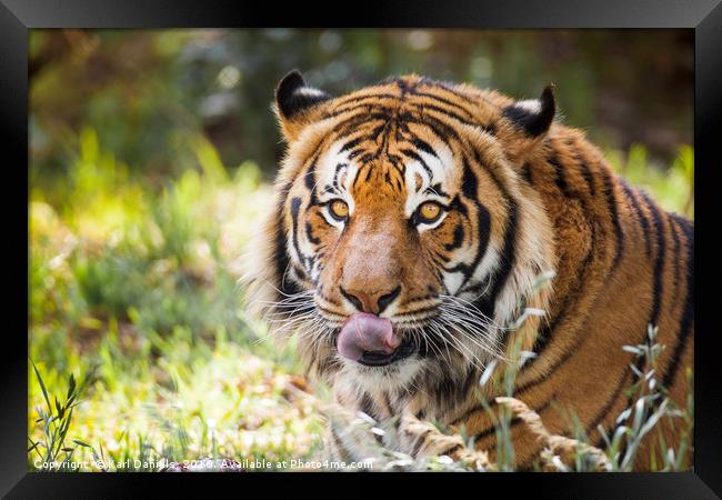 Tiger Framed Print by Karl Daniels